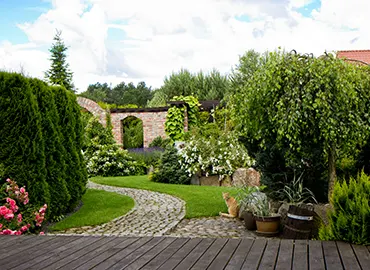 Native shrub varieties