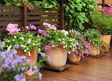 Seasonal annual blooms